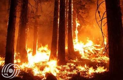 حريق في غابات جولستان + فيديو حريق في غابات جولستان + فيديو